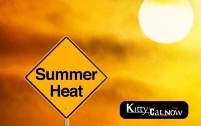 How to Heat Up Your Summer Parties with Exotic Dancers in Chicago